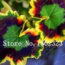 Fresh 30 Pcs/Pack Blue Geranium Flower Rooms Flower Elegant Mix Color (Color: 3) Seeds
