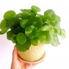 Fresh Hydrocotyle Vulgaris Aquatic s Money Grass Coins Grass 30 Pcs Seeds