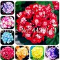 Fresh 100PCS Geranium Seeds Mixed 8 Colors