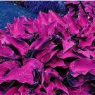 Fresh Fotcus 100 Pcs Mixed Hosta JardinLily Flower White Lace Ground Cover Seeds