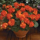 Fresh 10PCS Geranium Orange Parfait Orange Flowers Seed Container and Landscape
