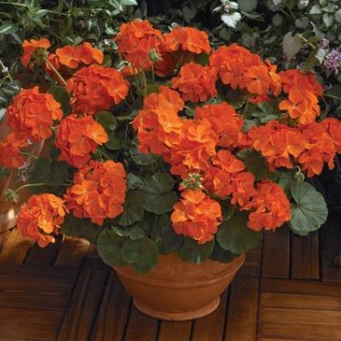 Fresh 10PCS Geranium Orange Parfait Orange Flowers Seed Container and Landscape