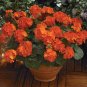Fresh 10PCS Geranium Orange Parfait Orange Flowers Seed Container and Landscape