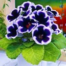 Fresh 100 PCS Purple White Side Gloxinia FloweringSinningia Speciosa Flower Seeds