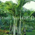 Fresh 10 Pcs Mix Colors Japan Bottle Palm Tree Exotic Tree Tropical Balcony Pot Seeds