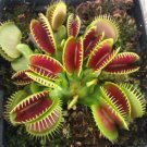 Fresh 100Pcs Catchfly Seeds Venus Fly Trap ivorous Seeds 100 x Egrow Catchfly Seeds