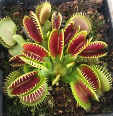 Fresh 100Pcs Catchfly Seeds Venus Fly Trap ivorous Seeds 100 x Egrow Catchfly Seeds