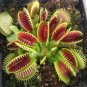 Fresh 100Pcs Catchfly Seeds Venus Fly Trap ivorous Seeds 100 x Egrow Catchfly Seeds