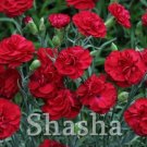 Fresh 200 Pcs Mini Carnations Balcony Dianthus Caryophyllus Mother Flower Seeds