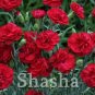 Fresh 200 Pcs Mini Carnations Balcony Dianthus Caryophyllus Mother Flower Seeds