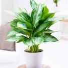 Fresh 100pcs Aglaonema spp Sansevieria s Radiation Protection Seeds