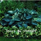Fresh 100pc Hosta s Hosta Whirl Wind hosta Flower Flower Seedling DIY Ornamental