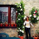 Fresh Mandevilla Sanderi s Dipladenia sanderi Flower and Courtyard 100pcs/bag Seeds