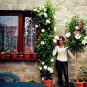 Fresh Mandevilla Sanderi s Dipladenia sanderi Flower and Courtyard 100pcs/bag Seeds
