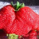 Fresh Giant Japan Strawberry Seeds