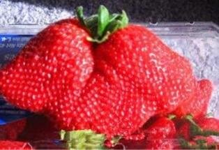 Fresh Giant Japan Strawberry Seeds