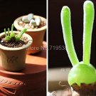 Fresh Fleshy bonsais Pitt Aura Bunnies Monilaria moniliformis Seeds