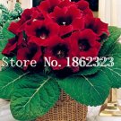 Fresh 100 pcs/Bag Gloxinia Seed sinningia Gloxinia Charming Gloxinia Flower