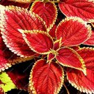 Fresh 100 PCS Chinese Original Natural Red Coleus Blumei Rainbow Decoration Seeds