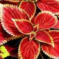 Fresh 100 PCS Chinese Original Natural Red Coleus Blumei Rainbow Decoration Seeds
