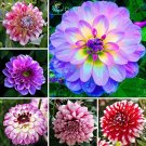 Fresh 100Pcs Gorgeous Dahlia Flower (Not Dahlia Bulbs) Dahlia Flower Balcony Potted