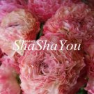 Fresh 100 Pcs Ranunculus Asiaticus Seed s Flower Garden s Symbolizes Love