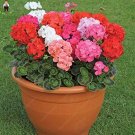 Fresh 50pcs Geranium Pelargonium Potted Flower Perennial Or Jardin (Color: Red) Seeds