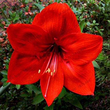 Fresh Amaryllis Chinese Amarilis 100 Pcs/Pack Home Courtyard Beautiful Colors Seeds