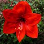 Fresh Amaryllis Chinese Amarilis 100 Pcs/Pack Home Courtyard Beautiful Colors Seeds