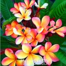 Fresh 100 PCS Japanese Style Plumeria Potted (Color: 14) Seeds