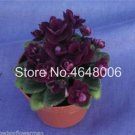 Fresh 100 Pcs Mini Violet Flower African Red Purple Mini Sky Blue Violet (Col:7) Seeds