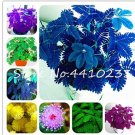 Fresh 100PCS Colorful Mimosa Seeds Mixed 8 Colors Flowers