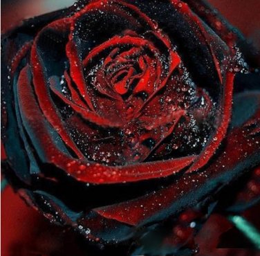 Fresh 100Pcs Black Rose Seeds Flower With Red Edge Rare Rose Garden Bonsai Seeds