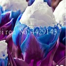 Fresh 200 Pcs Tulip Aroma Tulip Ice CreamSo Not Tulip Bulbs Hydroponic Flower as