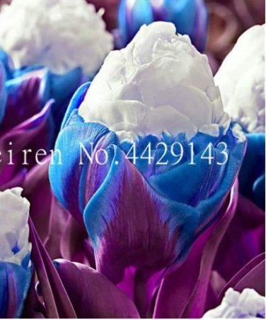 Fresh 200 Pcs Tulip Aroma Tulip Ice CreamSo Not Tulip Bulbs Hydroponic Flower as