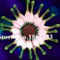 Fresh New Year Gift! 100 Pcs African Blue Eyed Daisy Flower Osteospermum Flower Seeds
