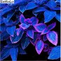 Fresh 100 pcs Japanese Blue Coleus Foliage s Perfect Color Dragon Flower Decor Seeds