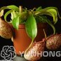 Fresh 50 Pcs Tropical Pitcher Giant Nepenthes Herb Ca ivorous s Decoration Flower Seeds