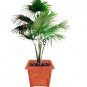 Fresh 100pcs Palm Bamboo Lady Palm Tree Excelsa Sementes Air Purification (Col:4) Seeds