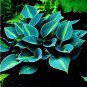 Fresh Selling Gimax 150Pcs/Pack Hosta Flower SeedsLily Shade HostaSeeds (Col:Green)