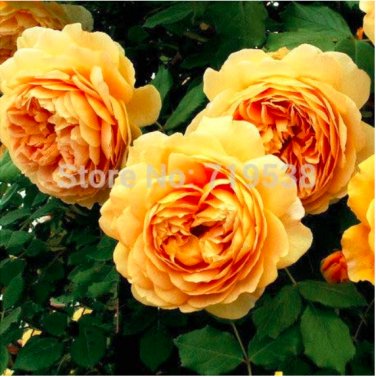Fresh Yellow Rose Golden Celebration Aromatic 100 Flower Bonsai Seeds