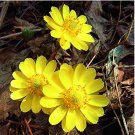 Fresh Adonis Aestivalis Flower Potted 50 Pcs Germination Rate 95%+ Seeds