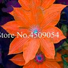 Fresh 100 pc Climbing Clemati (not Bulb) Clemati Florida Flower Perennial Flowering