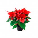 Fresh 100 Pcs/Bag Colorful Poinsettia Potted Flower Flower EDS Herb Seeds