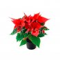 Fresh 100 Pcs/Bag Colorful Poinsettia Potted Flower Flower EDS Herb Seeds
