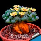 Fresh Semillas De 10 Pcs/Lot Succulents Raw Stone Cactus Seed Stems Tetragonia Flowers