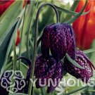 Fresh 100PCS Snakes Head Persian Fritillary Fritillaria Meleagris Seeds