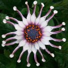Fresh New Rare Hierloom 50 Trailing African Daisy Seeds