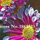 Fresh 100 Pcs African Blue Eyed Daisy Flower Osteospermum Flower Seeds