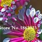 Fresh 100 Pcs African Blue Eyed Daisy Flower Osteospermum Flower Seeds